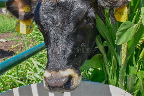 Calf After Getting Some Cool Water Splashed On Her Face On A Sunny Day