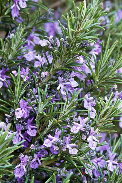 7 Herbs With Gorgeous Blooms Rosemary Countryliving Garden Shrubs Herb