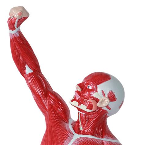 Buy Human Muscle Anatomical Model 50cm Human Anatomy Model Medical
