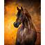 Mulawa Arabian Stud  Horses Stallions Farms Arabians