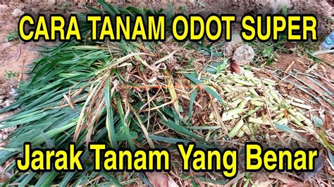 Cara Mudah Tanam Rumput Odot Untuk Pakan Ternak Dengan Hasil Yang