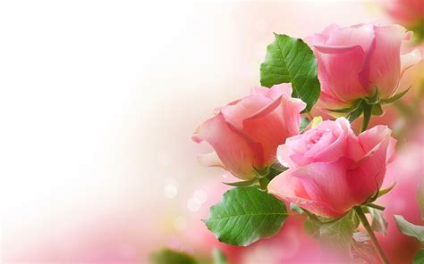 Pretty Pink Roses Roses Wallpaper 34610943 Fanpop