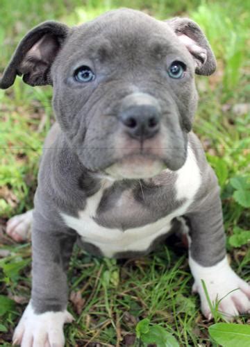 Don't settle for anythng less than the best. XXl UKC Gottiline Female Blue Pitbull Puppies For Sale ...