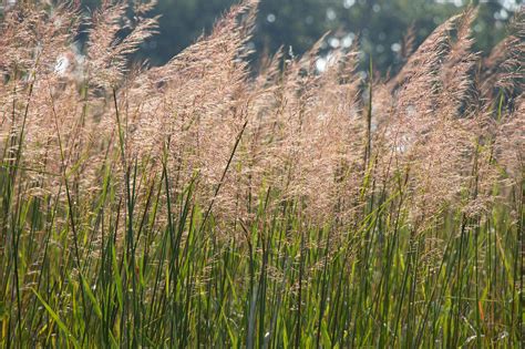 Grazing Native Grasses Could Benefit Your Cattle And Wildlife Farm