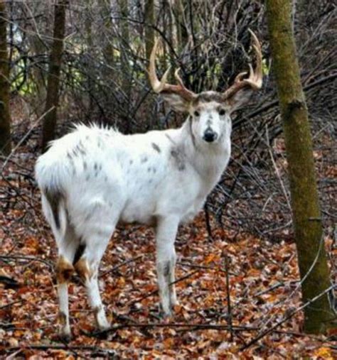 White Stag Piebald Deer Photo By Carolyn Rose Found On Cleveland