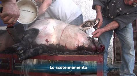 «cotto artigianale di maiale nero di calabria.» MAIALE NERO DI CALABRIA EDITED BY ALACCIOMARIETTA MP4 ...