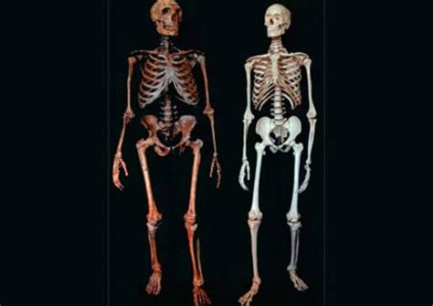 .humans indicates traces of both neanderthal and denisovan dna, indicating that the neanderthal, denisovans, and modern humans intermingled in the past. Neanderthals and Humans are 99.84 percent genetically ...