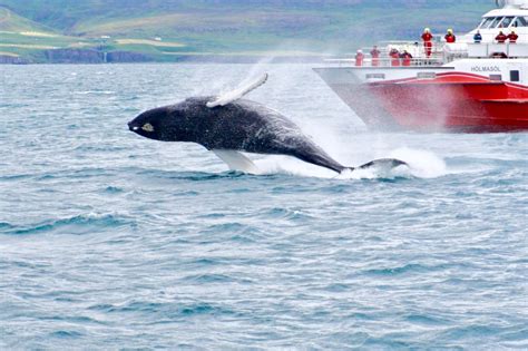 Whale Watching Tour Ab Akureyri Guide To Iceland