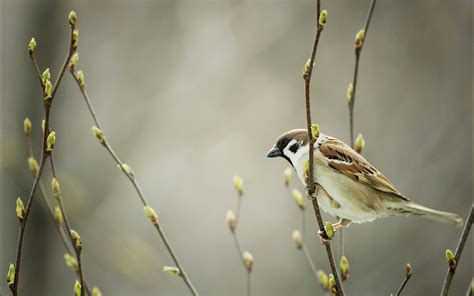 Sparrow Hd Wallpaper Background Image 2560x1600 Id375979