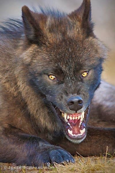 Black Wolf Scary The Animals Planet Scary Wolf Wolf Dog Black Wolf