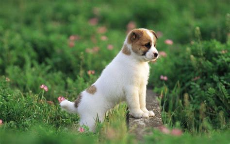 Baby Dog Wallpapers Wallpaper Cave