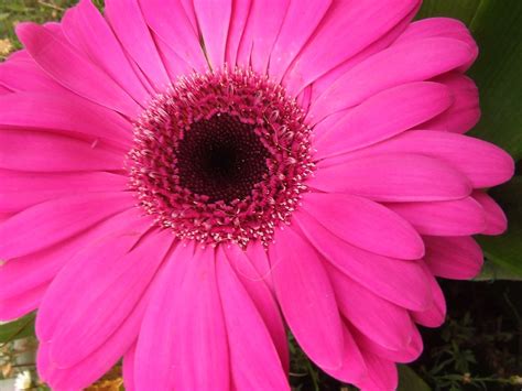 Freshest gerberas directly from growers. gerbera daisy flower | I bought myself a hot pink gerbera ...