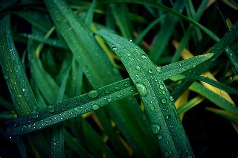 Grass Dew Drops Macro Wet Hd Wallpaper Peakpx