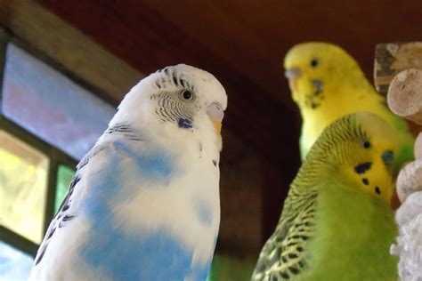 Budgerigar Colors And Their Variety Photo Album