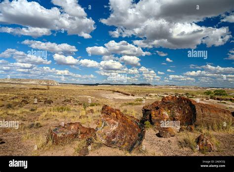 Petrified Forest National Park Fossils And Large Deposits Of Petrified