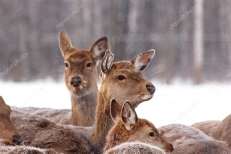 A Large Herd Of Sika Deer Standing In The Woods In Winter — Stock