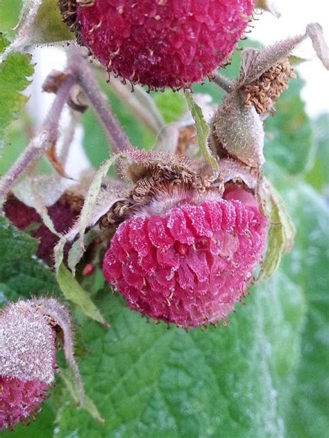 You can use an electric toothbrush to simulate a bee's movement and touch it to the flowers on your raspberry bush to pollinate them. 20 PURPLE FLOWERING RASPBERRY Thornless Edible Rubus ...