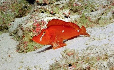 Scientists Discover ‘walking Fish In Depths Of Barrier Reef Deep Sea