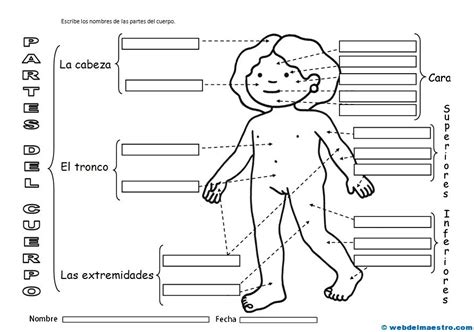 El cuerpo humano para niños Web del maestro