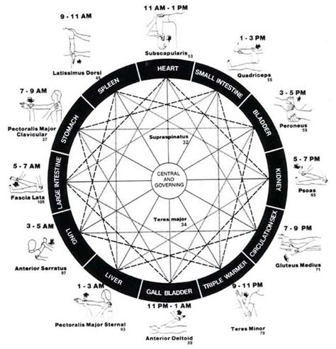 How Energy Travels In The Body Chinese Medicine Acupuncture