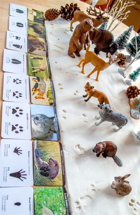Im schnee hinterlässt jedes tier eine typische fußspur. Animal Tracks Snow Playdough | Tierspuren, Tierspuren im ...