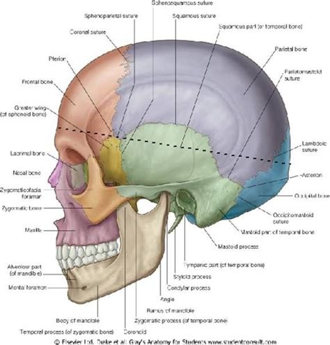Occipital Bone Human Anatomy Anatomy Body Anatomy