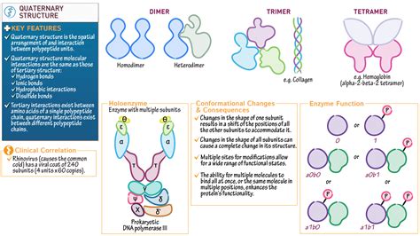 Biochemistry Quaternary Structure Ditki Medical And Biological Sciences