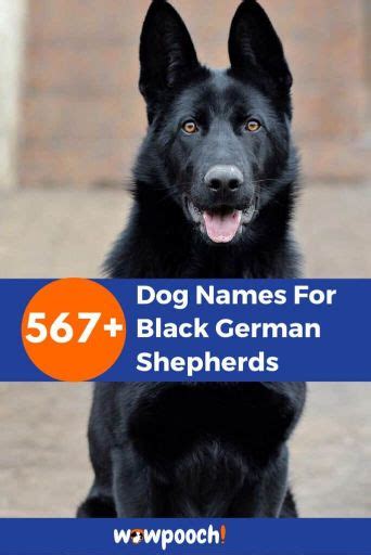 567 Superb Dog Names For Black German Shepherds Wowpooch
