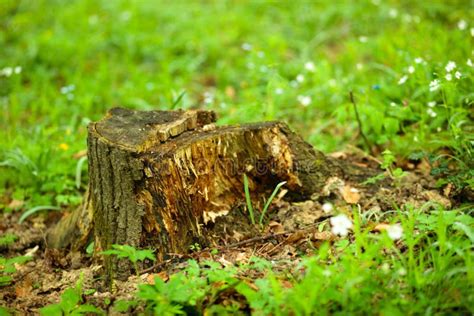 Tree Stump In A Lush Green Forest Surrounded By Fresh Springtime Grass
