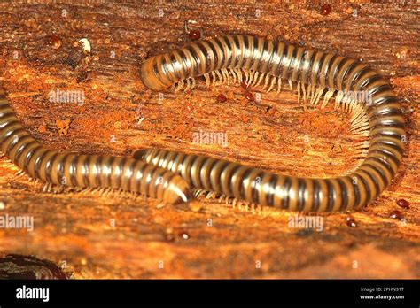 Millipede Millipedes Hi Res Stock Photography And Images Alamy