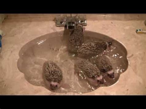 Baby hedgehog taking a bath, she didn't really like the water a whole lot but she was a good sport about it. Baby Hedgehogs Taking A Bath - YouTube | Baby hedgehog ...