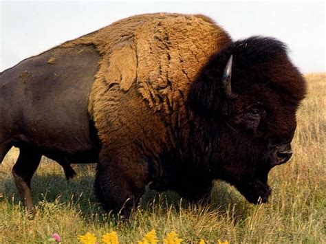 American Buffalo Are Not Actually Buffalo