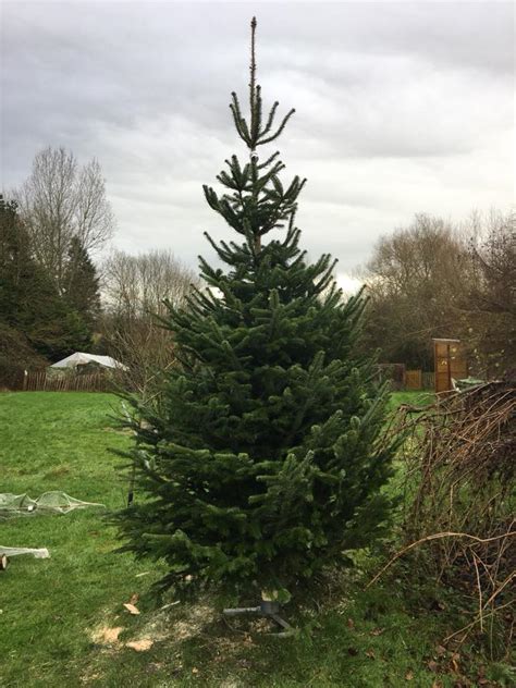 Large Tree Warwickshire Christmas Tree Farm