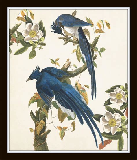 Blue Birds Print Set No Botanical Prints Wall Art Etsy