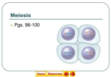Ppt Meiosis Powerpoint Presentation Free Download Id675257
