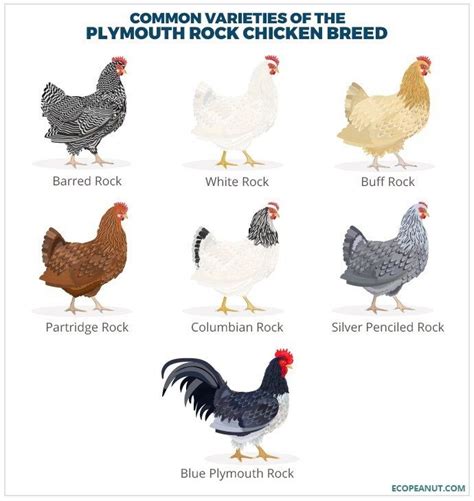Barred plymouth blue rock chicken. Plymouth Rock Chicken - Dual Purpose Breed, Great For ...