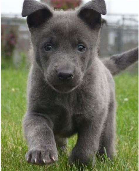 Les 25 Meilleures Idées De La Catégorie Blue German Shepherd Puppies