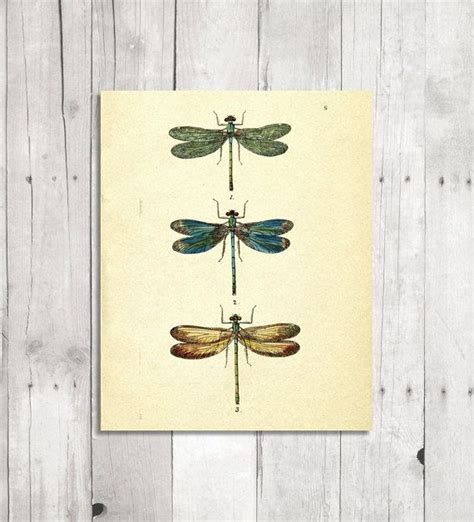 Vintage Dragonfly Art Print Digital Graphics Animal Etsy Vintage