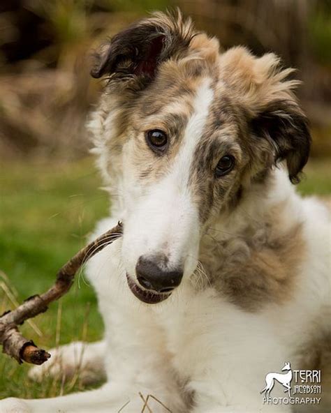 Borzoi A Collection Of Ideas To Try About Animals And