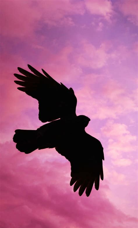 Download Flying Bird In Pink Sky Wallpaper