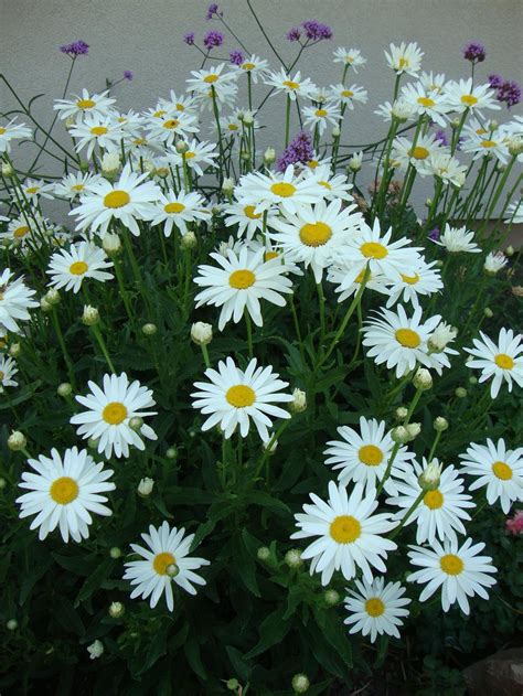 Shasta Daisies Plant Care And Collection Of Varieties