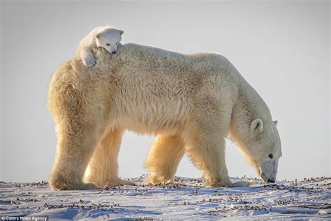 Est100 一些攝影some Photos Polar Bear Cub Mother Polar Bear In The