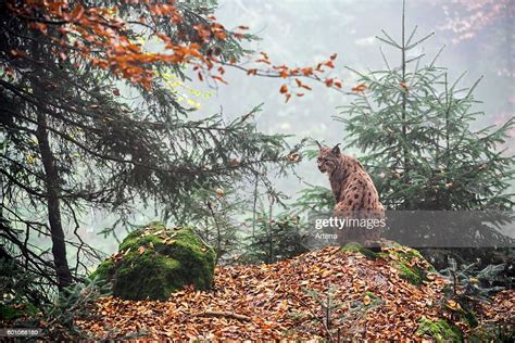 Eurasian Lynx In Coniferous Forest In The Fog In Autumn News Photo