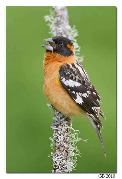 BLACK HEADED GROSBEAK