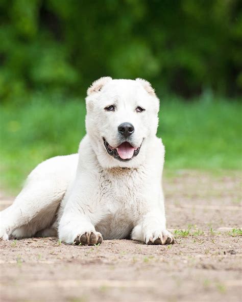 Russian Dog Breeds The Amazing Pups That Came From Russia