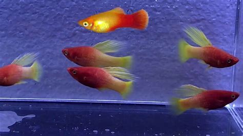 New Fish Rubynose Hifin Platy And Blood Red Hifin Swordtails Youtube