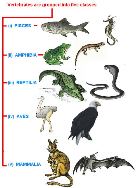 CBSE Class IX ( 9th) Science | Chapter 7. Diversity in Living Organisms