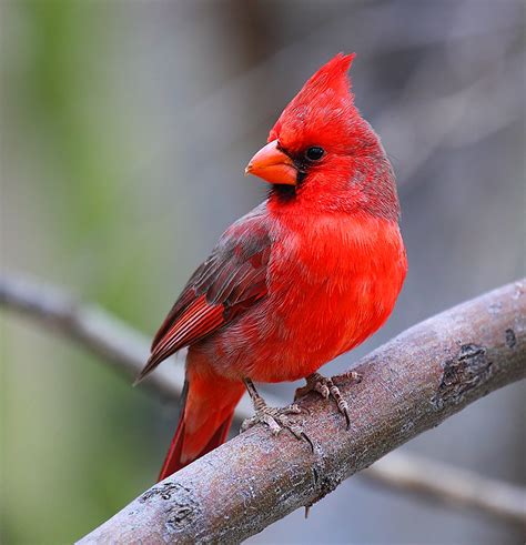 Red Cardinal Ive Always Loved Male Red Cardinals And Ba Flickr