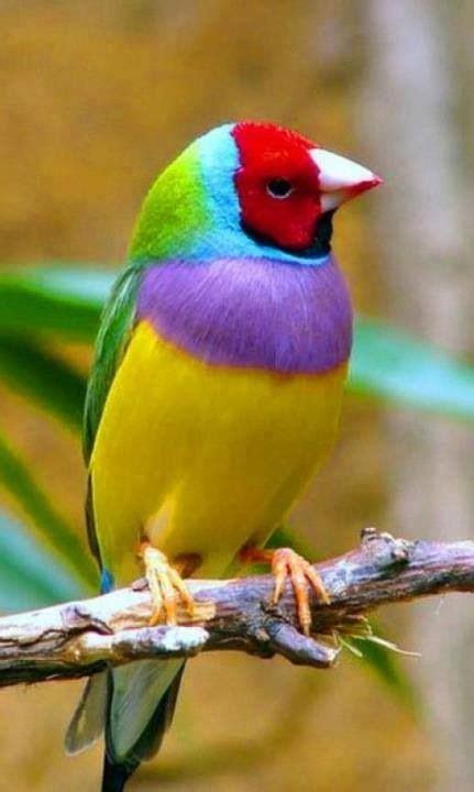 Gouldian Finch The Gouldian Finch Also Known As The Lady Gouldian