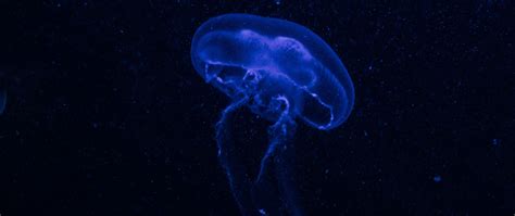 Download Wallpaper 2560x1080 Jellyfish Underwater World Glow
